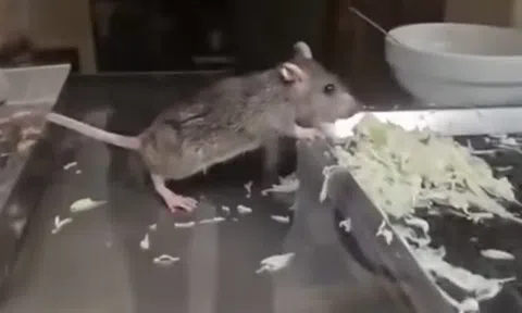 Clip chuột ăn rau trong tủ bánh mì ở Hà Nội khiến người xem rùng mình: Chủ quán giải thích