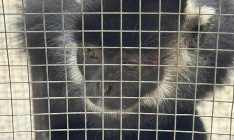 Bắt được sinh vật hoang dã nhiều lần tấn công người dân