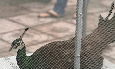 Bàn giao cá thể chim công lục quý hiếm nằm trong Sách đỏ