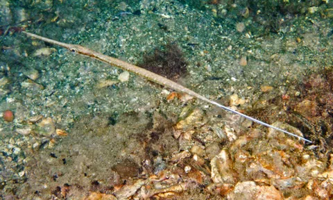 Loài cá có hình dạng độc nhất vô nhị ở Việt Nam, là món ngon được giới nhà giàu "săn lùng"