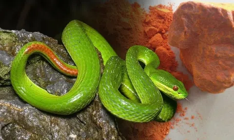 Đây là loại mùi đến rắn độc cũng sợ hãi: Dân gian dùng từ lâu nhưng cực kỳ nguy hiểm nếu làm sai