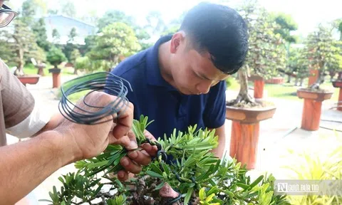 Câu chuyện phía sau bảo tàng bonsai trị giá hàng triệu USD ở Đồng Tháp