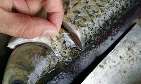 Chỉ cần rút sợi dây này là cá bớt tanh, nấu kiểu gì cũng thơm ngon - Rất nhiều người vẫn chưa biết