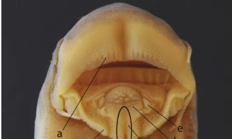 "Báu vật" chỉ có ở Việt Nam được tìm thấy dưới dòng sông Lô: Giới khoa học chờ đợi suốt 1/4 thế kỷ