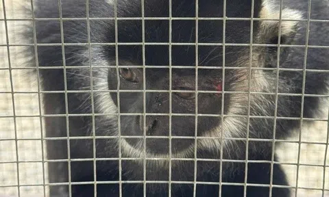 Bắt được sinh vật hoang dã nhiều lần tấn công người dân