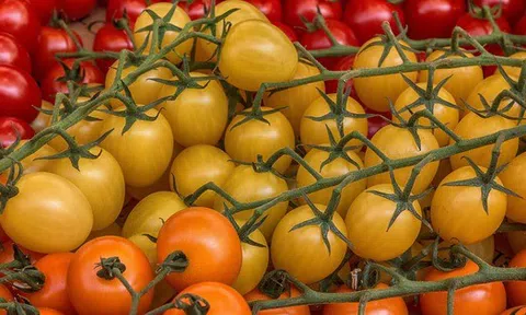 Loại cà chua này giúp chống 6 loại ung thư, nhưng ăn sai cách chẳng khác nào “tự hại thân”, thèm mấy cũng nên tránh