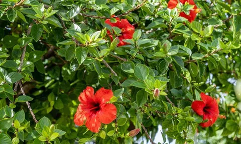 Loại cây mang lại may mắn và phúc lộc, người Việt hay trồng làm hàng rào: Từ rễ tới hoa đều là thuốc