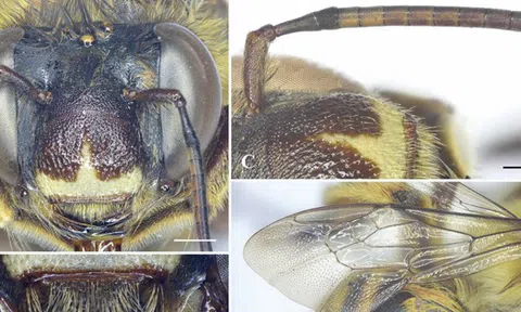 "Báu vật sống" của Việt Nam hiếm gặp đến mức khiến giới khoa học quốc tế kinh ngạc