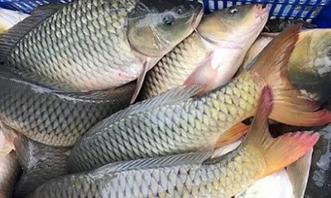 5 loại cá vào “mùa vàng”: Thịt chắc, ít tanh, ngon nhất chợ