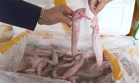 Mua cá khoai chứa formol 37.000 đồng, bán 130.000 đồng/kg