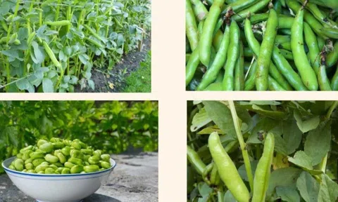 Loại hạt như 'viên bổ não', ngon hơn thịt, tốt hơn trứng, đi chợ thấy nhớ mua