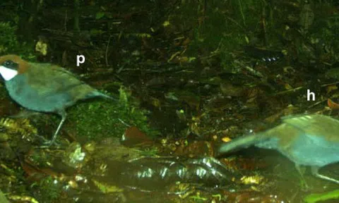 Phát hiện loài chim mới trên đảo quốc Thái Bình Dương