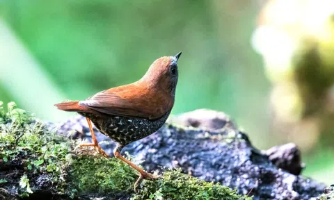 "Chớp" được hình ảnh chưa từng có về "kho báu sống" hiếm bậc nhất Việt Nam