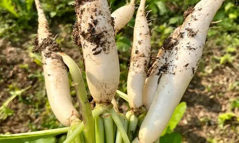 Top 5 loại rau củ an toàn bậc nhất trong mùa lạnh