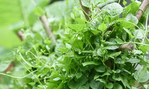 Việt Nam có loại rau người Trung Quốc coi như “báu vật”: Cực tốt cho nam giới nhưng hay bị chê