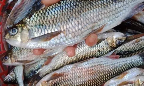 6 loại cá thịt mềm ngon, lại không chứa thủy ngân hại gan thận