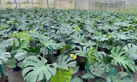 Độc lạ loài cây "lá rách thủng" giúp người nông dân đổi đời: Bán lá thu trăm triệu/năm