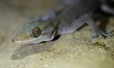 "Báu vật" ẩn mình tại núi Bà Đen, thế giới chỉ Việt Nam có