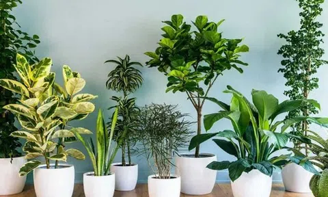 5 loại cây "nuốt" bụi mịn, lọc không khí tốt nhất được khuyên trồng trong nhà năm 2026