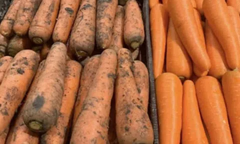 Tôi vừa nhận ra sự khác biệt lớn giữa cà rốt bám bùn đất và cà rốt trắng sạch!