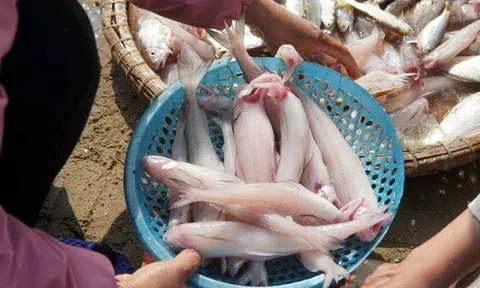 Loại cá da trơn, không có vảy, ít xương, nhiều ở vùng Thanh Hóa, Nghệ An, Hà Tĩnh: Nhiều chất mà lại rẻ