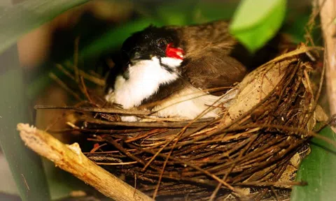 Loài chim “hút tài lộc”: Xuất hiện dày đặc ở Việt Nam vì lý do không ngờ