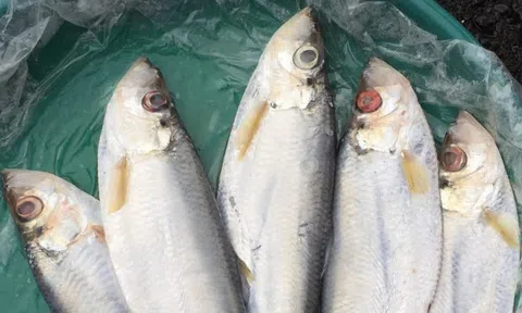 Loại cá được mệnh danh là "tứ quý ngư”, đứng đầu danh sách cá quý mà dân sành ăn săn lùng