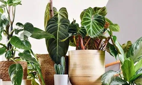 5 loại cây “gọi” may mắn đến nhà: Rất phù hợp để trưng dịp đầu năm mới