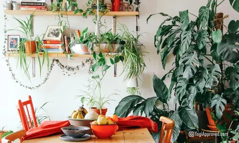 Cây xanh có thực sự giúp lọc không khí trong nhà? Dưới đây là tất cả những gì bạn cần biết