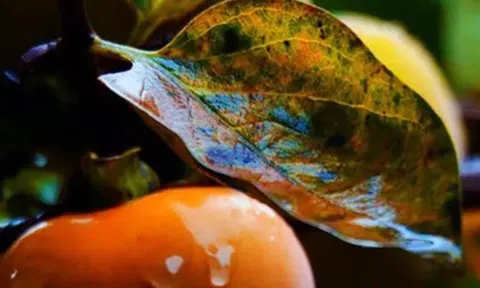 Loại lá xưa rụng đầy gốc không ai nhặt nay thành dược liệu quý bảo vệ tim mạch, giảm mỡ máu, làm mờ nếp nhăn...