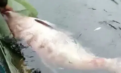 Bắt được "Quái ngư" dưới lòng hồ thủy điện Na Hang: Kích thước cực kỳ hiếm gặp