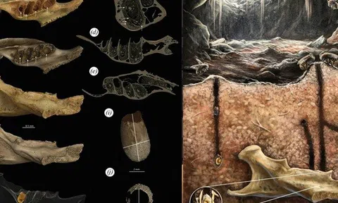 Phát hiện “hóa thạch lồng hóa thạch” có một không hai