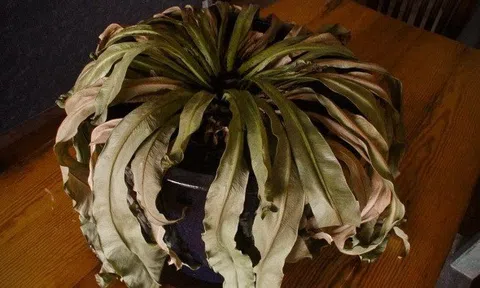 5 dấu hiệu nhận biết phong thủy nhà đang suy yếu, tiền trôi tuột như nước chảy qua kẽ tay