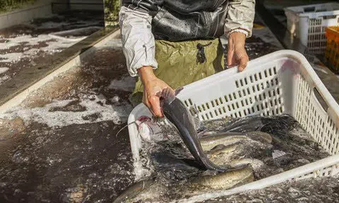 Mùa đông có 4 loại cá “dễ ngậm kim loại nặng” nên ăn ít, tiểu thương cảnh báo rẻ mấy cũng đừng mua