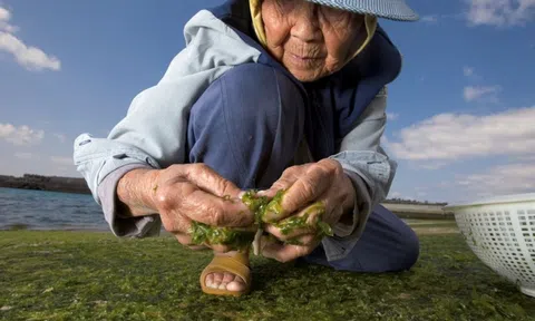 Muốn sống tới 100 tuổi? Hãy học những người sống thọ nhất thế giới ăn 8 loại thực phẩm này