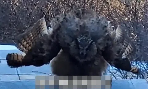 “Chim điêu của Dương Quá” bất ngờ chặn đường du khách leo núi, cơ quan kiểm lâm tiết lộ sự thật giật mình