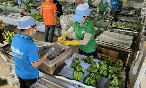 Bầu Đức muốn buông HAGL Agrico