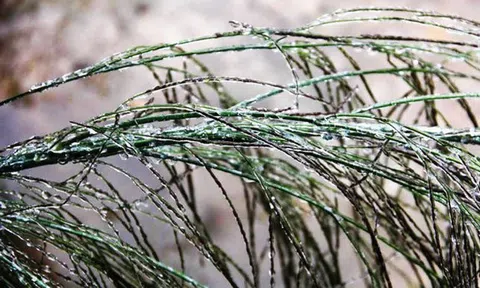 Dự báo thời tiết 7/1: Không khí lạnh khiến miền Bắc rét đậm, rét hại, có nơi dưới 3 độ