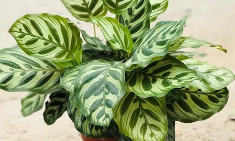 Loài cây này là "cây của năm 2026": Trồng 1 chậu trong nhà, gia chủ lên hương, có của ăn của để