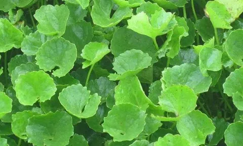 Ra chợ gặp rau này nên mua luôn, rẻ tiền mà chống rụng tóc “thần sầu”, giúp tóc con mọc lên tua tủa