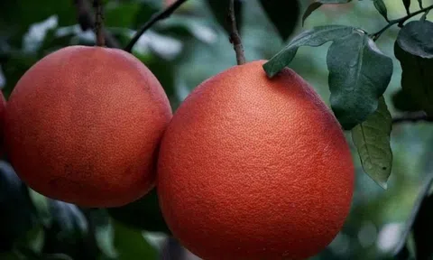 Từng là bưởi tiến vua, nay giống bưởi đỏ rực giúp nông dân “đếm tiền” mỗi dịp Tết
