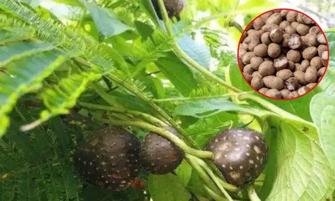 Loại khoai “kỳ lạ” cho củ trên cành, được săn tìm vì có công dụng này