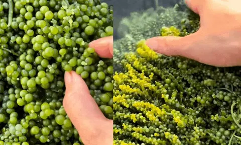 Nghề "nhặt ngọc" dưới làn nước biếc