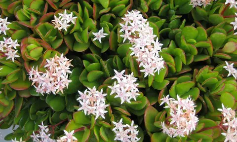 Loại cây “hút” tiền tài, may mắn, chứa cả dược liệu quý: Đặc biệt nên trồng trong nhà dịp năm mới