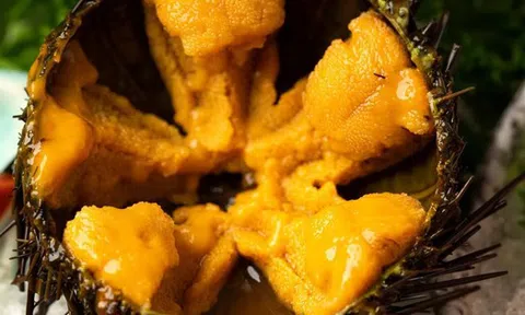 Sinh vật duy nhất trên Trái đất "nhìn bằng chân": Hóa ra là "nhân sâm của biển"