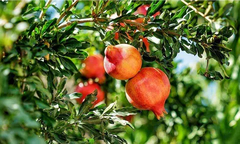 3 loại cây nên trồng trước cửa nhà dịp năm mới: “Hút” vận may, dùng làm thuốc