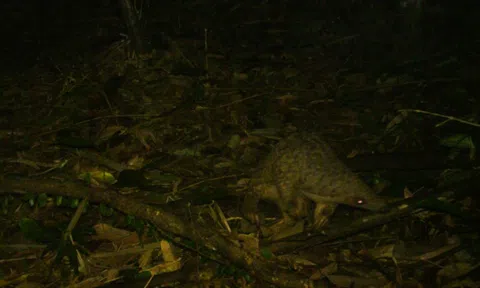 Phát hiện loài cực quý được gọi là “xuyên sơn giáp” ở Việt Nam: Nhiều người vui mừng, lập tức có cán bộ bảo vệ nghiêm ngặt