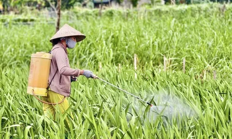 Nhà vườn Quảng Ngãi căng mình chống chọi thời tiết, giữ vụ hoa lay ơn Tết