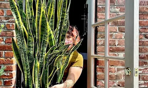 Năm 2026: Trồng đúng 1 cây này là mở kho tài lộc, trồng sai coi chừng hao tiền âm thầm