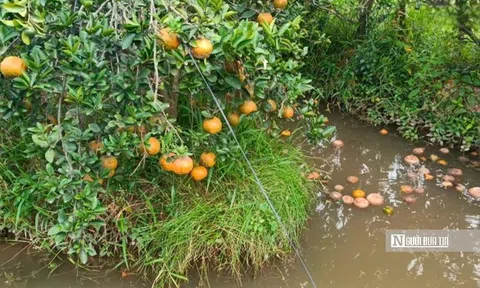 Mùa cam buồn ở Vĩnh Long: Từ "cây làm giàu" đến gánh nặng sinh kế